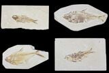 Lot: Green River Fossil Fish - Pieces #84145-1